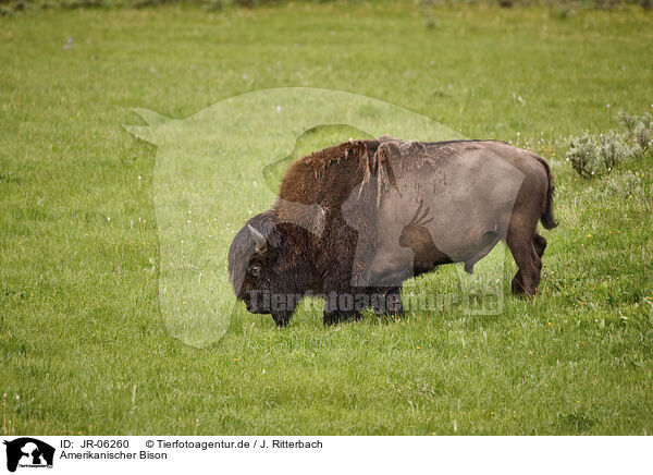 Amerikanischer Bison / american buffalo / JR-06260