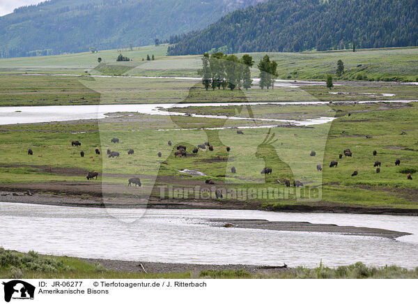 Amerikanische Bisons / american buffalos / JR-06277