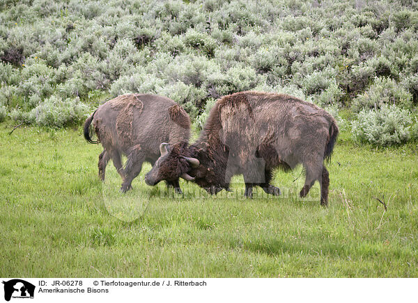 Amerikanische Bisons / american buffalos / JR-06278