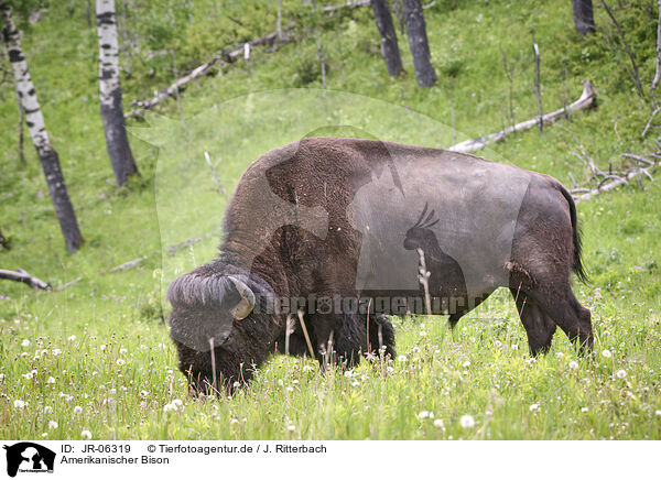 Amerikanischer Bison / JR-06319