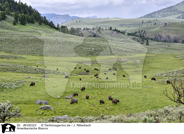 Amerikanische Bisons / american buffalos / JR-06323