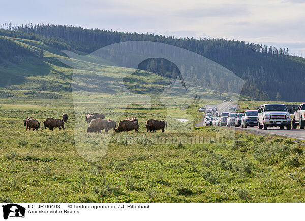 Amerikanische Bisons / american buffalos / JR-06403