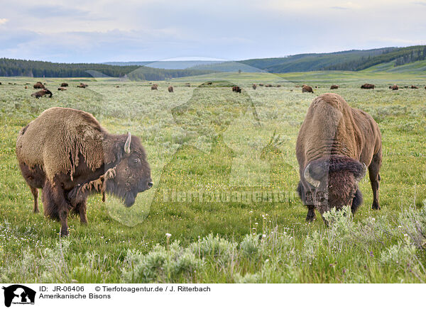 Amerikanische Bisons / JR-06406