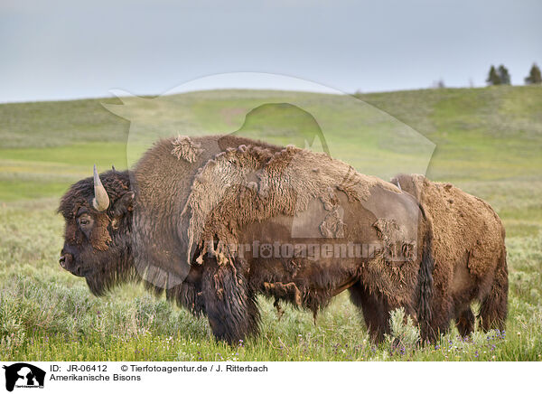 Amerikanische Bisons / JR-06412