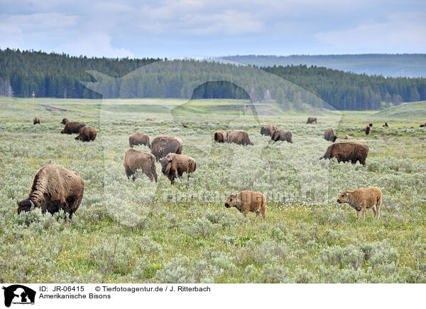 Amerikanische Bisons / american buffalos / JR-06415