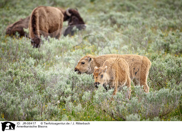 Amerikanische Bisons / JR-06417