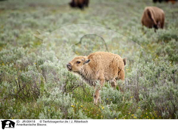 Amerikanische Bisons / american buffalos / JR-06418