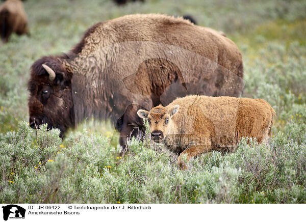 Amerikanische Bisons / JR-06422