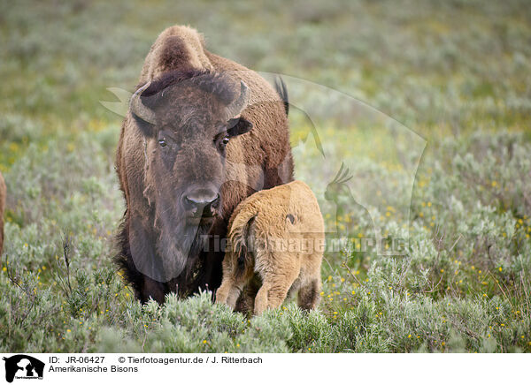 Amerikanische Bisons / american buffalos / JR-06427