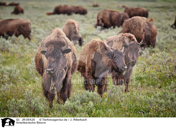 Amerikanische Bisons / american buffalos / JR-06428