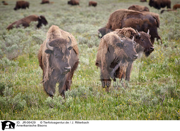 Amerikanische Bisons / american buffalos / JR-06429
