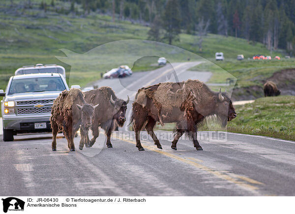 Amerikanische Bisons / american buffalos / JR-06430