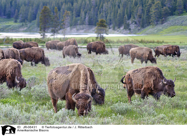 Amerikanische Bisons / american buffalos / JR-06431