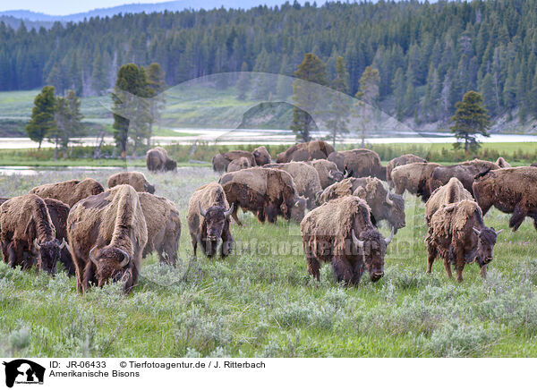 Amerikanische Bisons / american buffalos / JR-06433