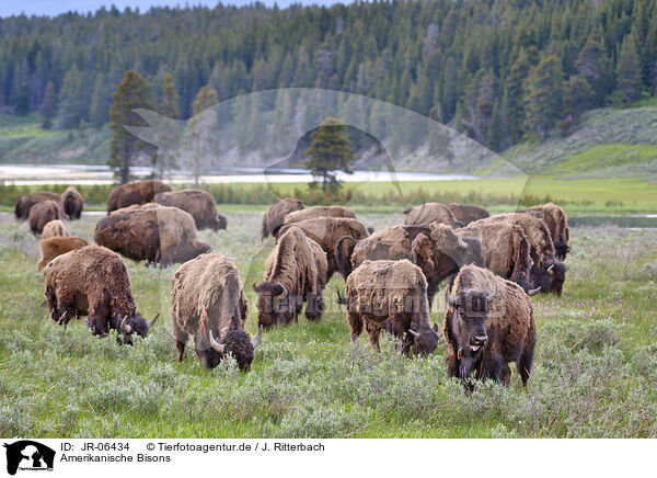 Amerikanische Bisons / american buffalos / JR-06434
