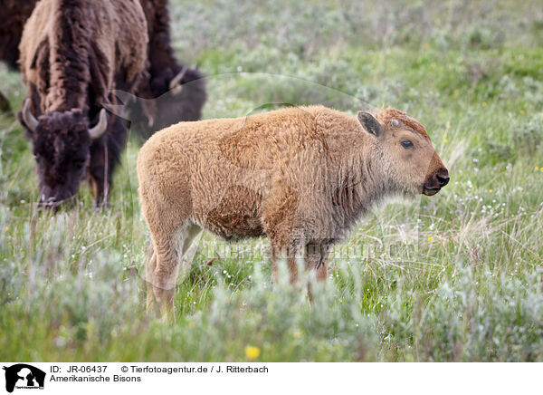 Amerikanische Bisons / american buffalos / JR-06437