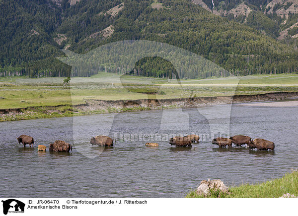 Amerikanische Bisons / JR-06470