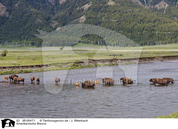 Amerikanische Bisons / american buffalos / JR-06471