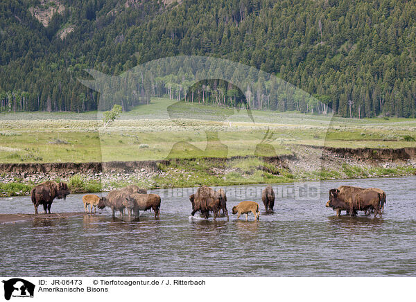 Amerikanische Bisons / JR-06473