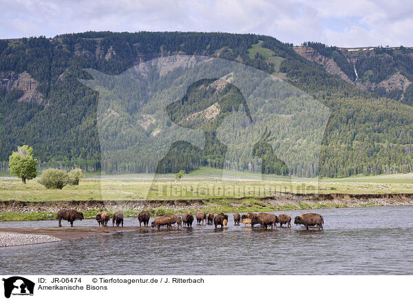 Amerikanische Bisons / american buffalos / JR-06474