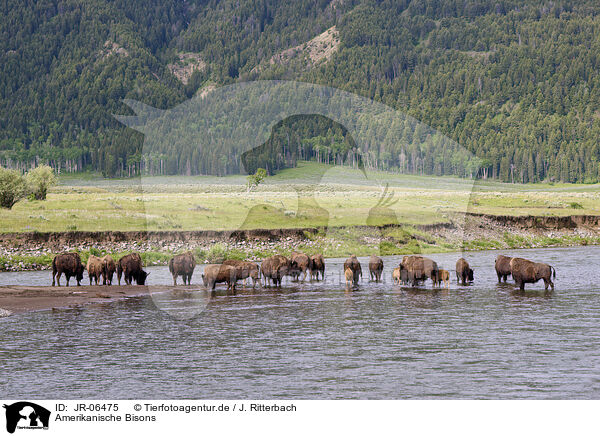 Amerikanische Bisons / JR-06475