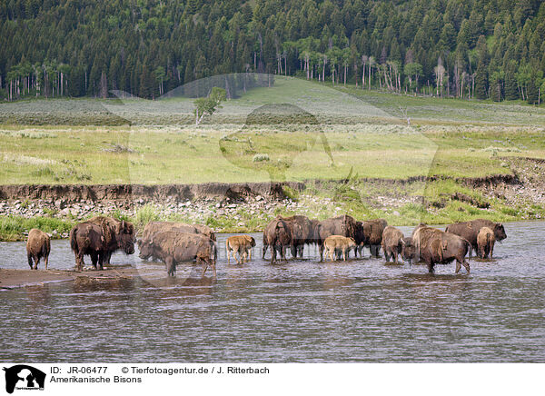 Amerikanische Bisons / american buffalos / JR-06477