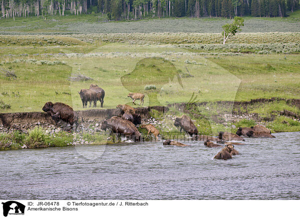 Amerikanische Bisons / JR-06478