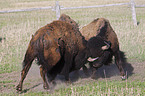 kmpfende Amerikanische Bisons