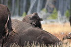 Amerikanische Bisons