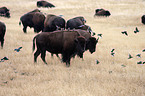 Amerikanische Bisons