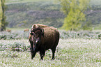 Amerikanischer Bison