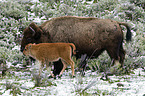 Amerikanische Bisons