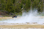 Amerikanischer Bison