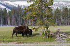 Amerikanischer Bison