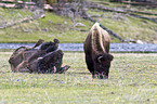 Amerikanische Bisons