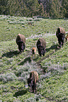 Amerikanische Bisons