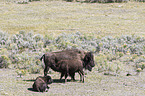 Amerikanische Bisons