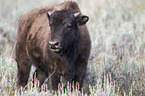 Amerikanischer Bison