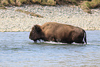 Amerikanischer Bison