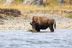 Amerikanischer Bison