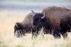 Amerikanische Bisons