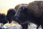 Amerikanische Bisons