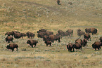 Amerikanische Bisons