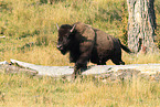 Amerikanischer Bison