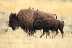 Amerikanische Bisons