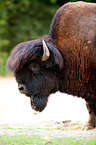 Amerikanischer Bison