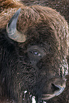 Amerikanischer Bison