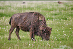 Amerikanischer Bison