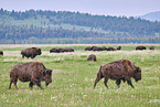 Amerikanische Bisons