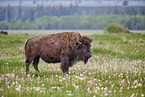 Amerikanischer Bison